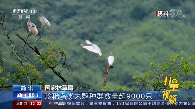 朱鹮种群数量超9000只,栖息地面积约1.6万平方公里