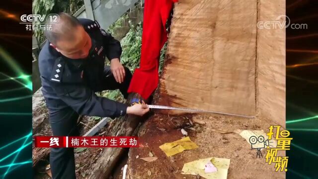 树龄2600年左右的楠木王被盗割,被盗楠木板块重150斤左右,来看