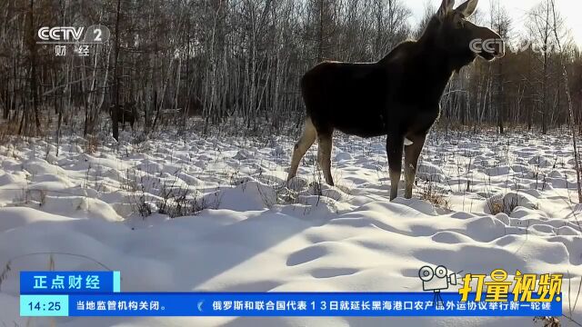 黑龙江:多种野生动物频繁现身自然保护区