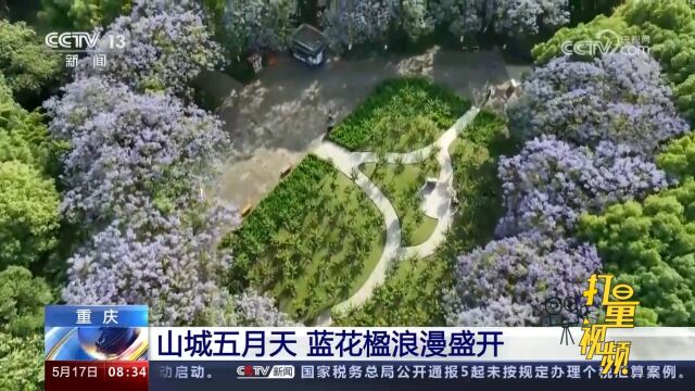 重庆:山城五月天,蓝花楹浪漫盛开,宛若硕大的紫色爱心