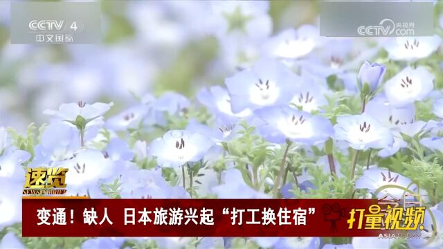 缺人!日本旅游兴起“打工换住宿”,网站注册人数达3.5万人