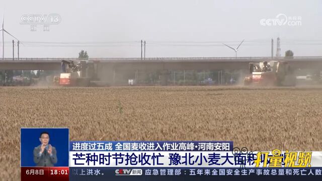 河南安阳:芒种时节抢收忙,豫北地区小麦大面积开镰收割