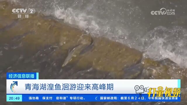 青海湖湟鱼洄游迎来高峰期,洄游场面有多壮观?