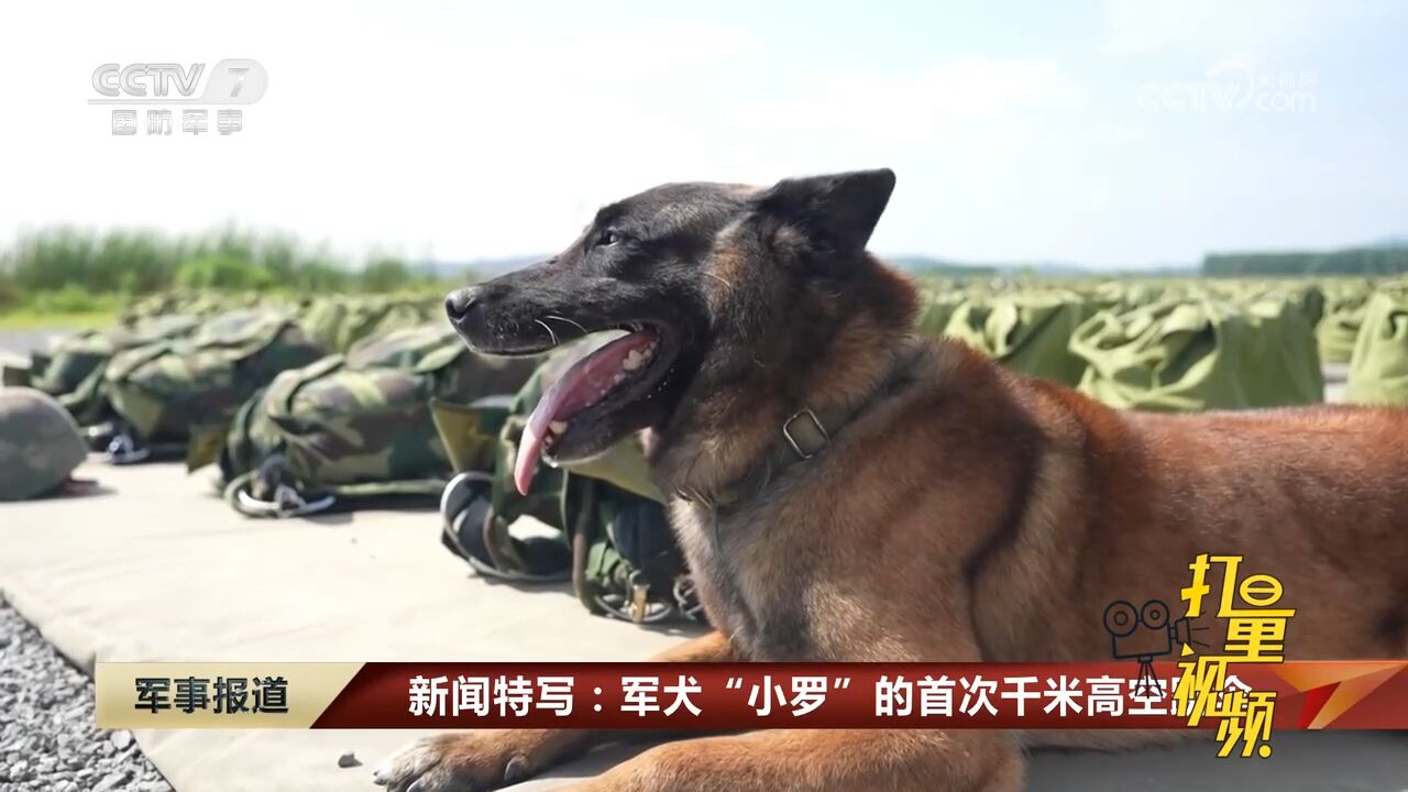 军犬跳伞图片