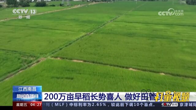 江西南昌:200万亩早稻长势喜人,做好田管保丰收