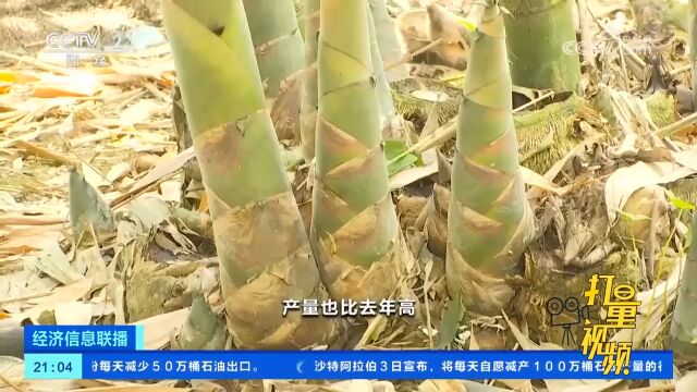 广东英德:麻竹笋收割季到来,收购价格喜人