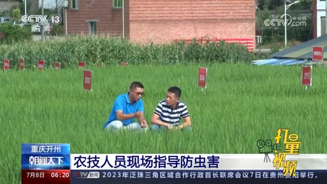 重庆开州:农技人员现场指导防虫害