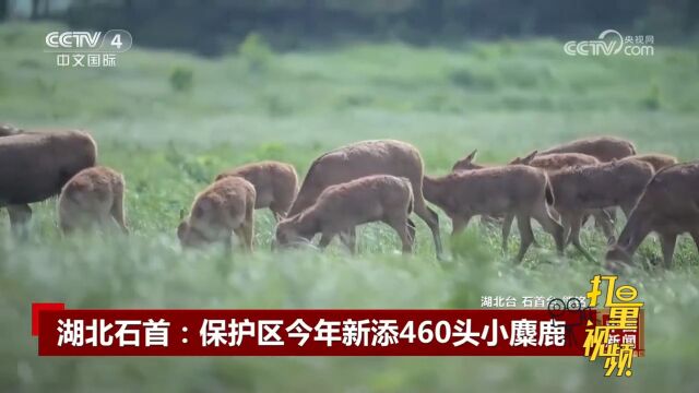 湖北石首:保护区今年新添460头小麋鹿