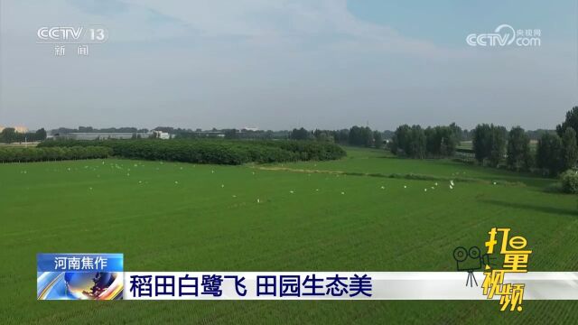 河南焦作:稻田白鹭飞,田园生态美