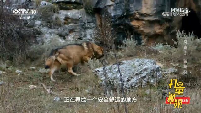 怀孕的伊比利亚狼正在寻找安全舒适的地方产崽,这个洞穴不错