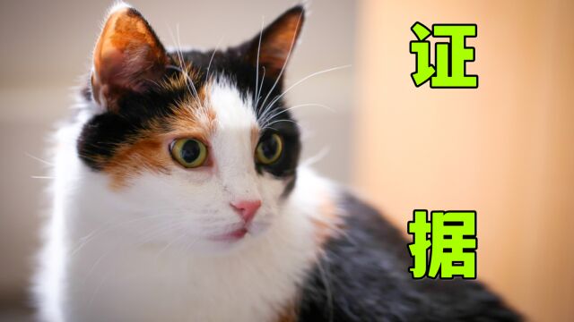 不相信三花猫是猫届大美女?证据来了!