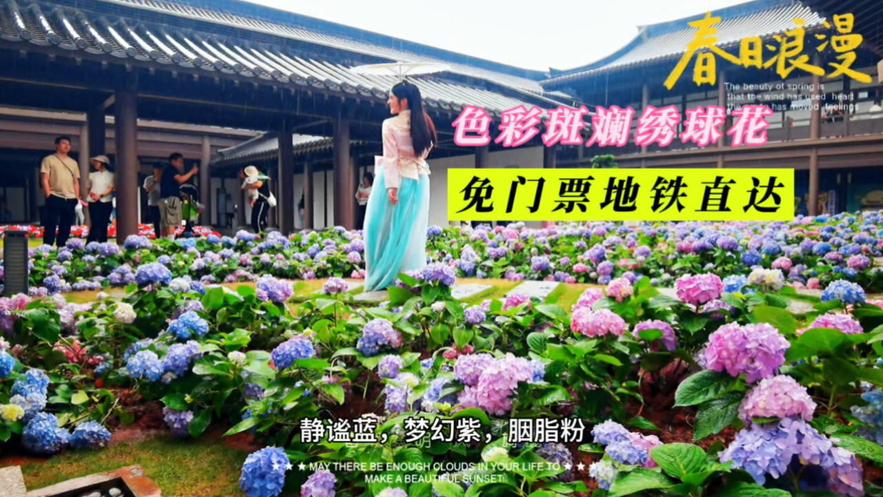 广州文化新馆浪漫绣球花海,与古典园林相映成趣,地铁直达免门票