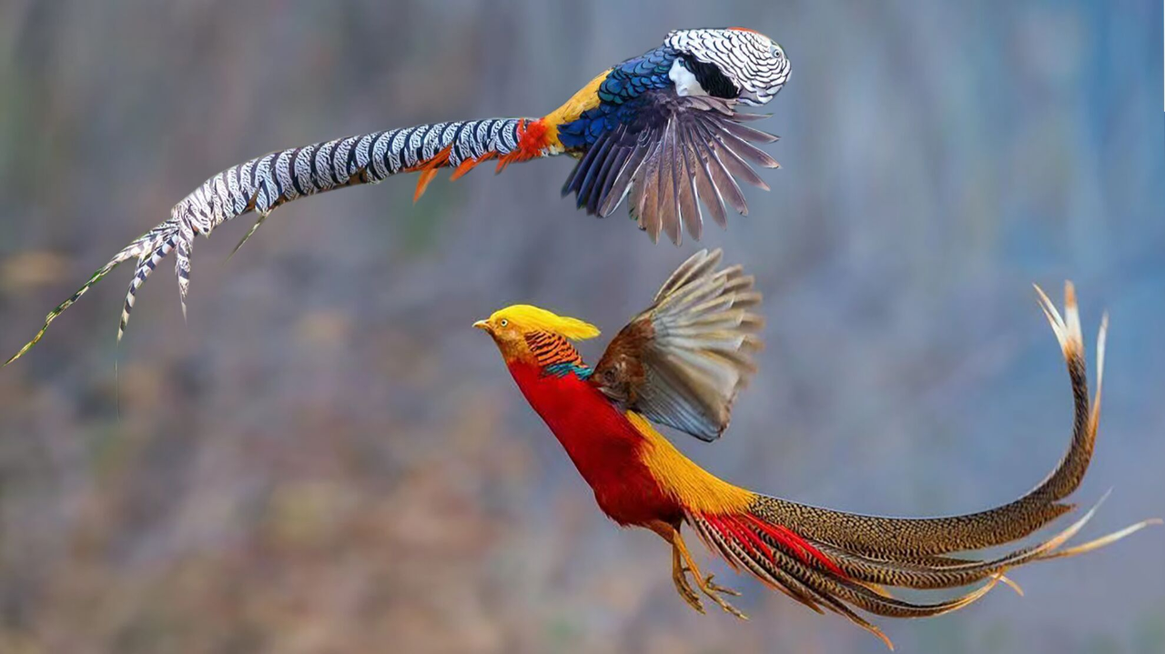 白腹锦鸡和白鹇罕见同框,认识5种雉科鸟,红白凤凰神仙打架好美