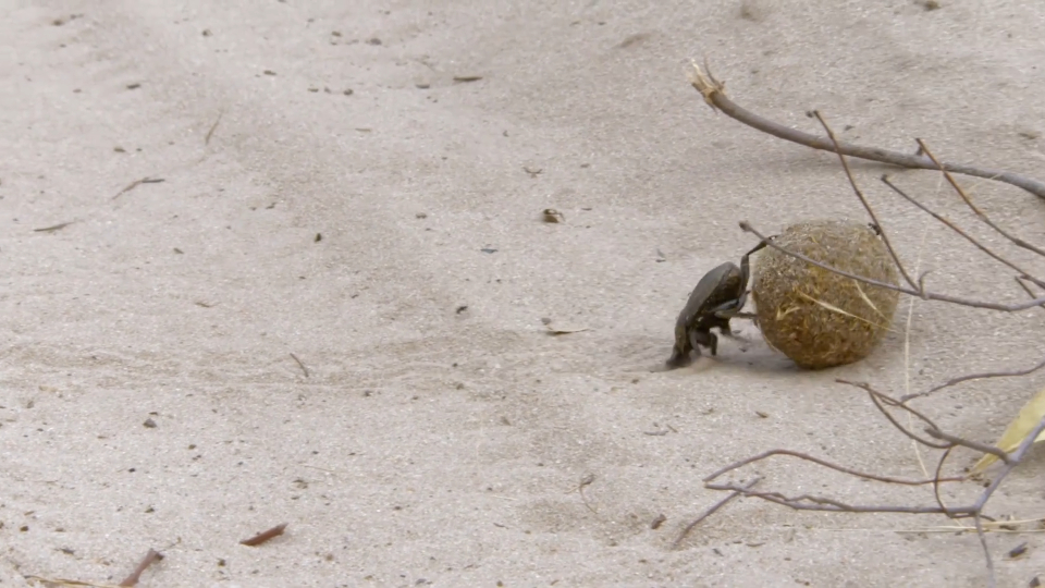 蜣螂可不是只有蛮力却无脑的小强,太阳和星空尽在其掌握中!