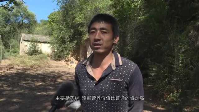 听听五台茹村乡南山四村成立养鸡合作社带贫增收故事