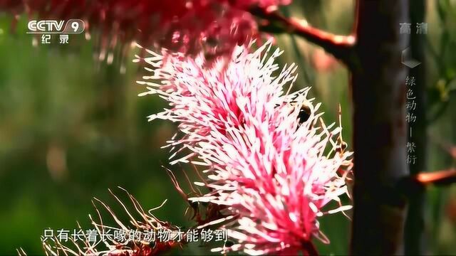 银桦是澳洲本土植物,但只有白颊澳迷鸟能轻松摄取到花蜜