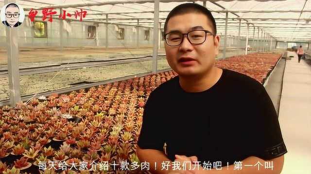 小帅科普时间:10种多肉,外型美观,而且名字也很特别哦