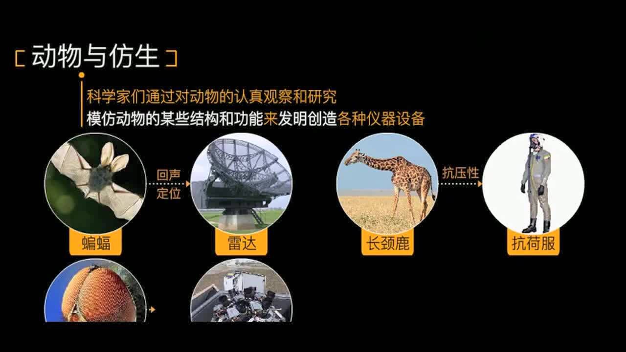 动物仿生学的例子