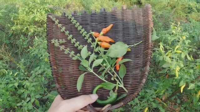 小伙到自家菜园里摘蔬菜,闻到一阵芳香,这“香草籽”也太香了吧