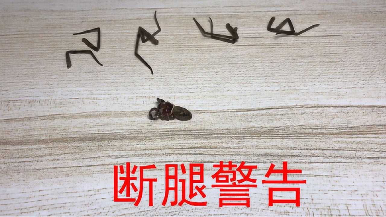 蜘蛛为了做听觉在腿上的实验腿都被剪掉了我是自愿的