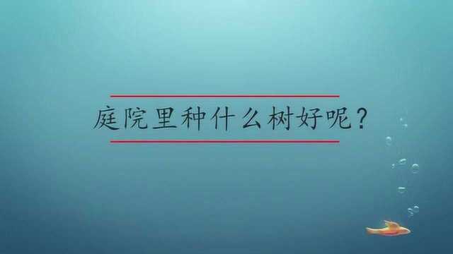 庭院里种什么树好呢?