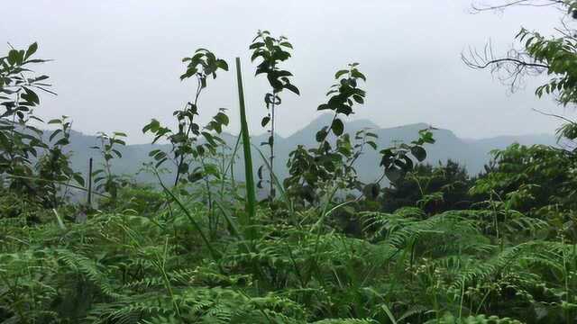 杨公寻龙点穴口诀,风水大师寻龙点穴阴宅祖坟墓地风水宝地