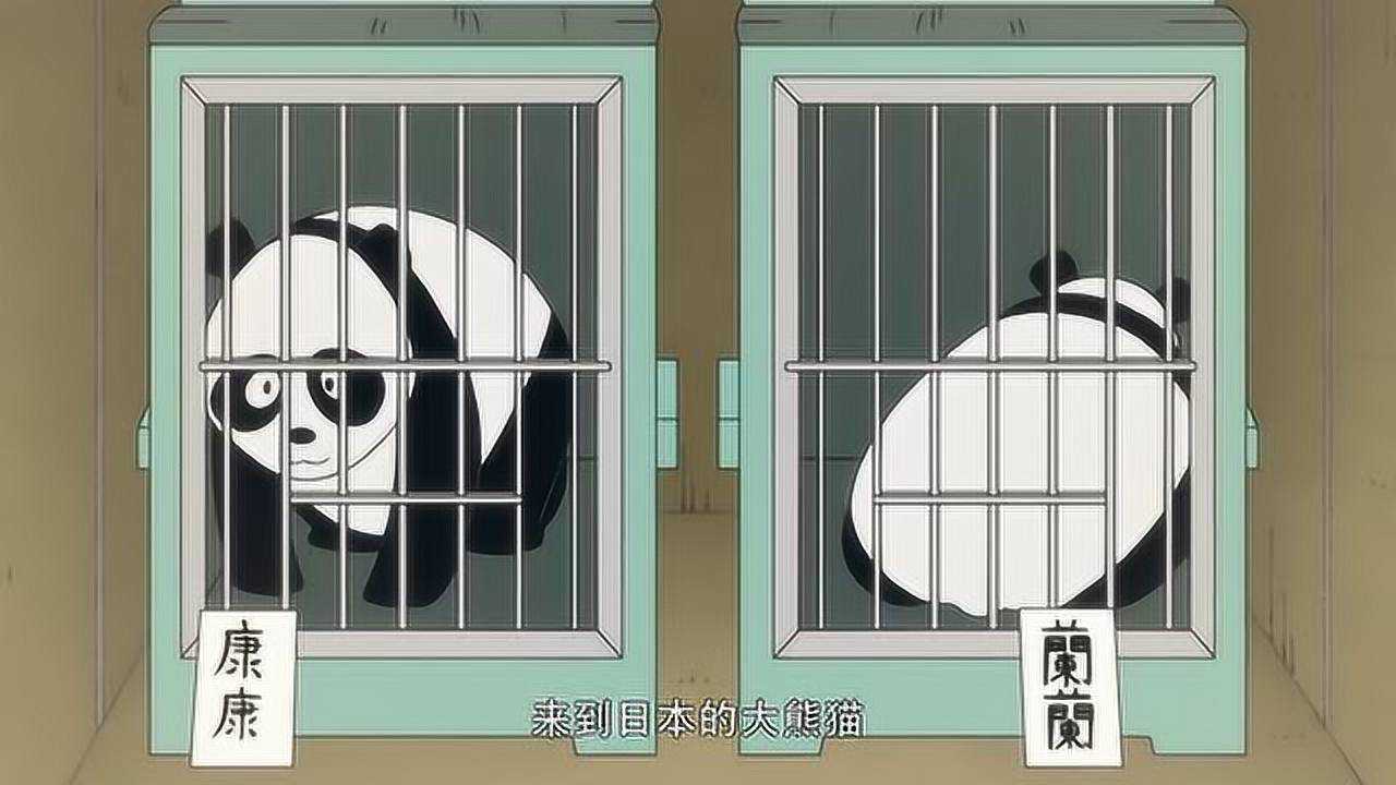 大熊猫康康和兰兰不愧是国宝,岛国人民争先恐后,就为看它一眼_高清1080P在线观看平台_腾讯视频