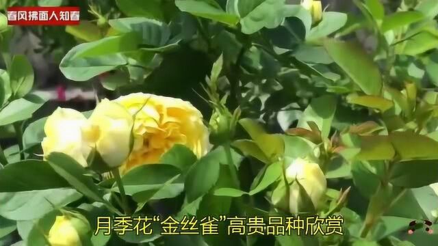 月季花“金丝雀”高贵品种欣赏!耐热勤花多头,黄色花瓣优雅大方!