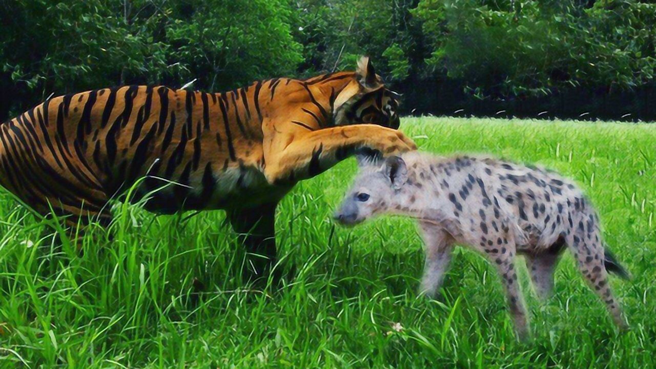 100只鬣狗对战一只老虎战况如何谁的胜算更高