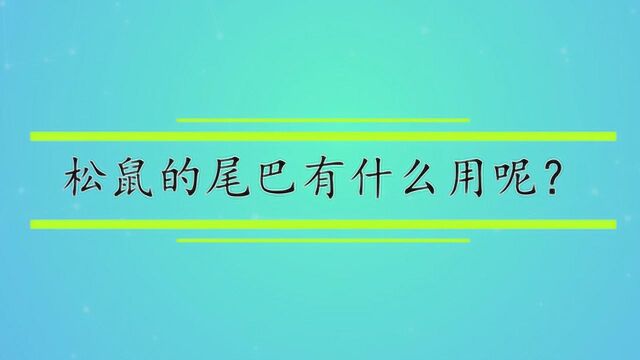 松鼠的尾巴有什么用呢?