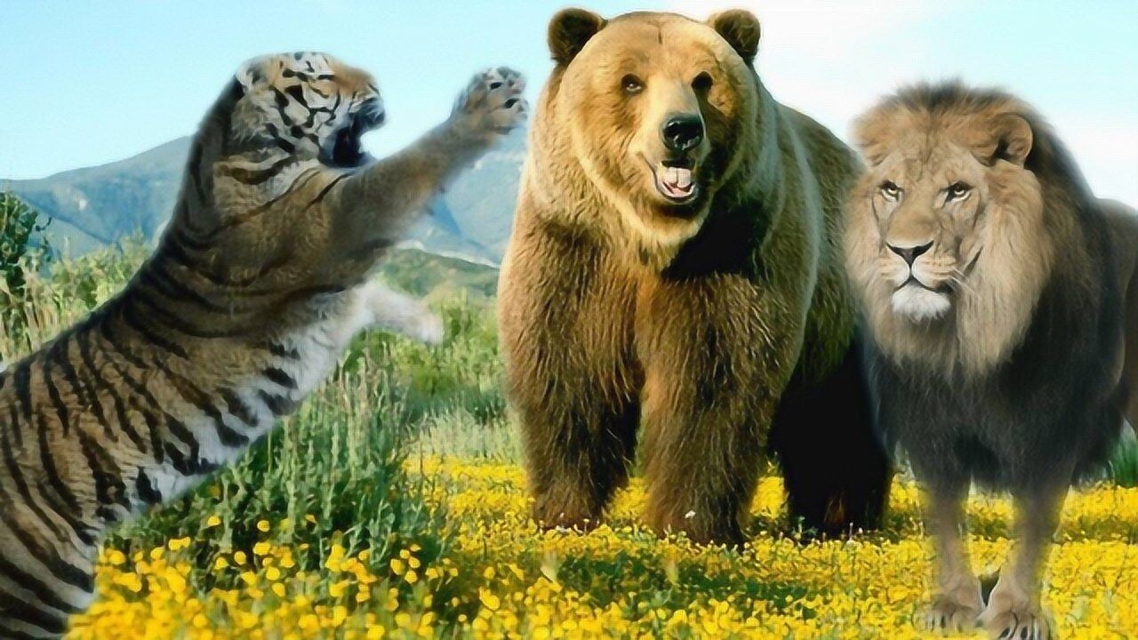 老虎大战棕熊狂暴棕熊直接一巴掌拍死成年老虎惹不起惹不起