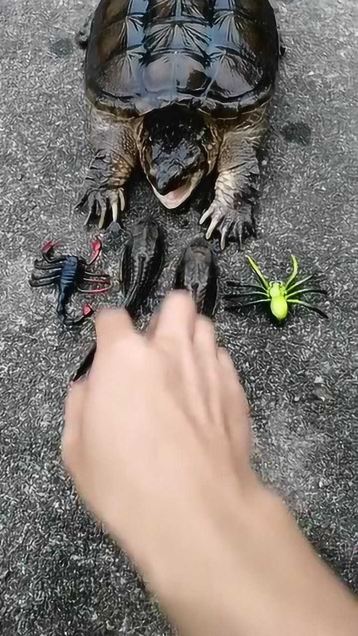 鳄龟叫嚣黑鱼和蝎子