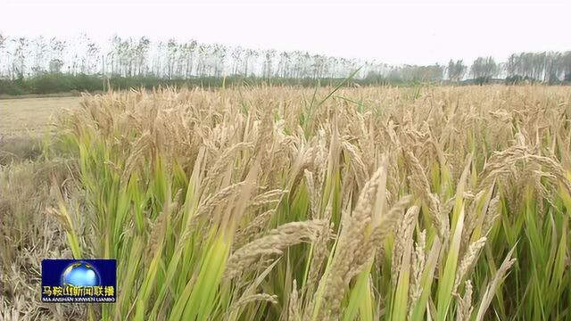 马鞍山市企业入选省级粮食安全宣传教育基地