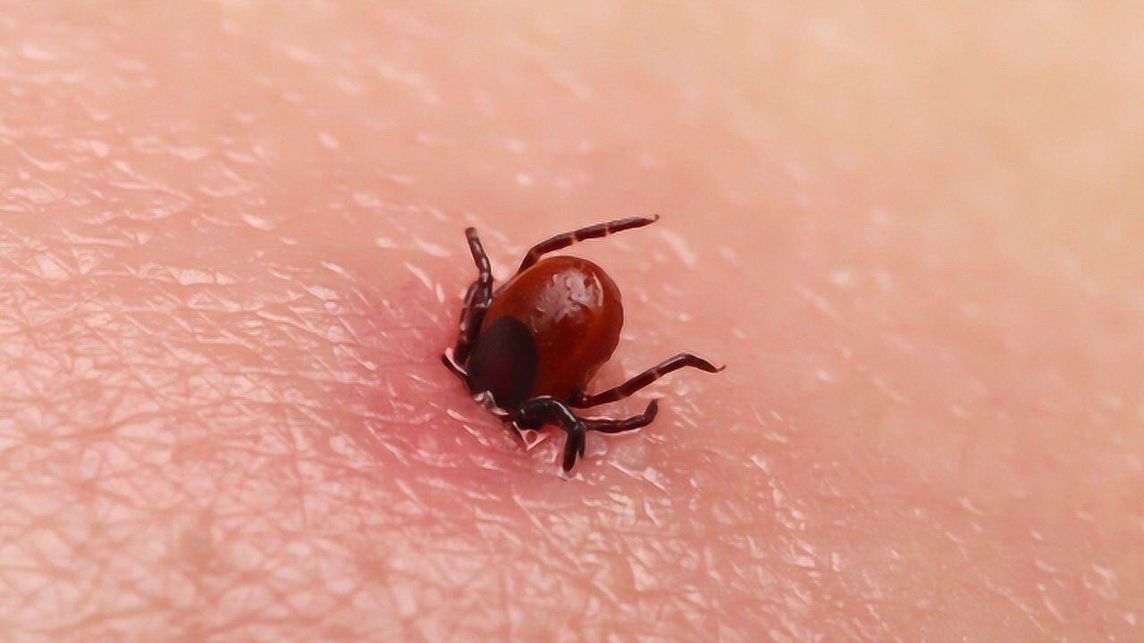 蜱虫到底是什么恐怖生物?