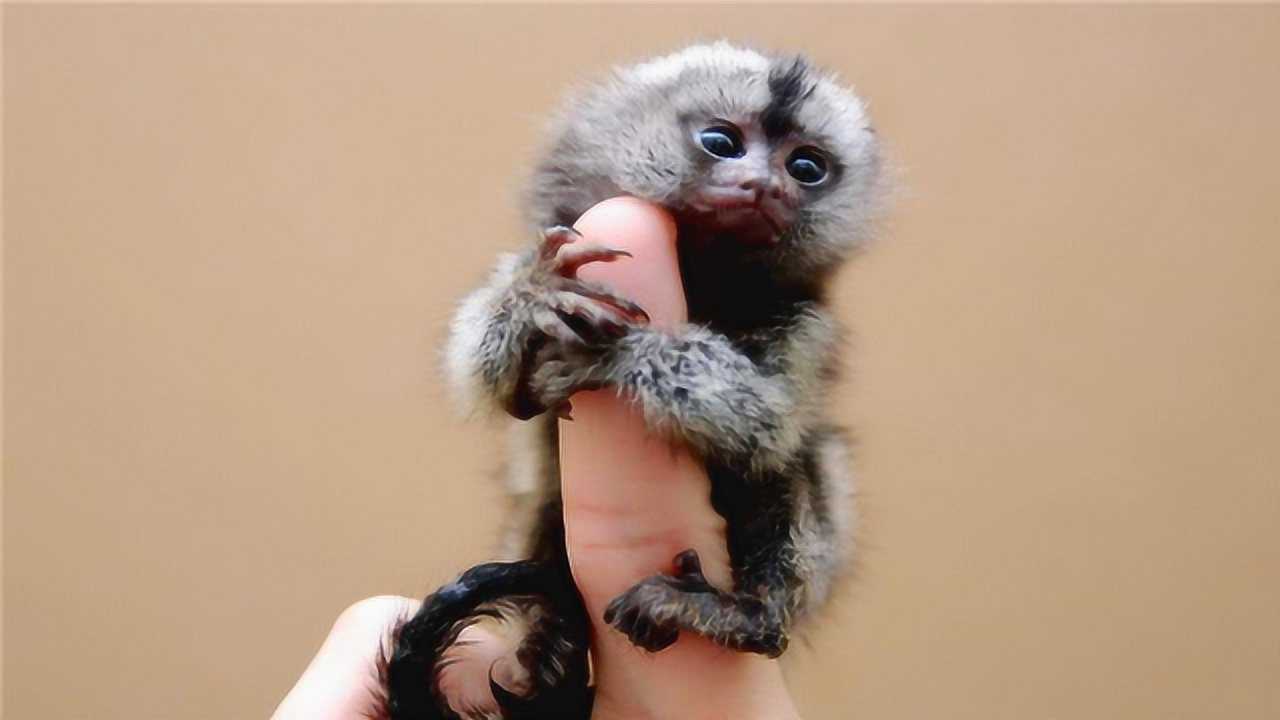 世界上最小的猴子,侏儒狨猴,趴在手掌心上,被富人养做宠物!
