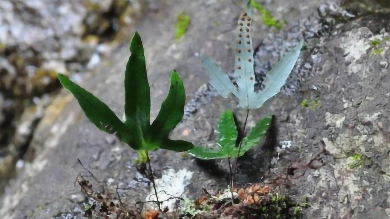 农村的一种野草叫金鸡脚有着独特的名字和惊人的效果