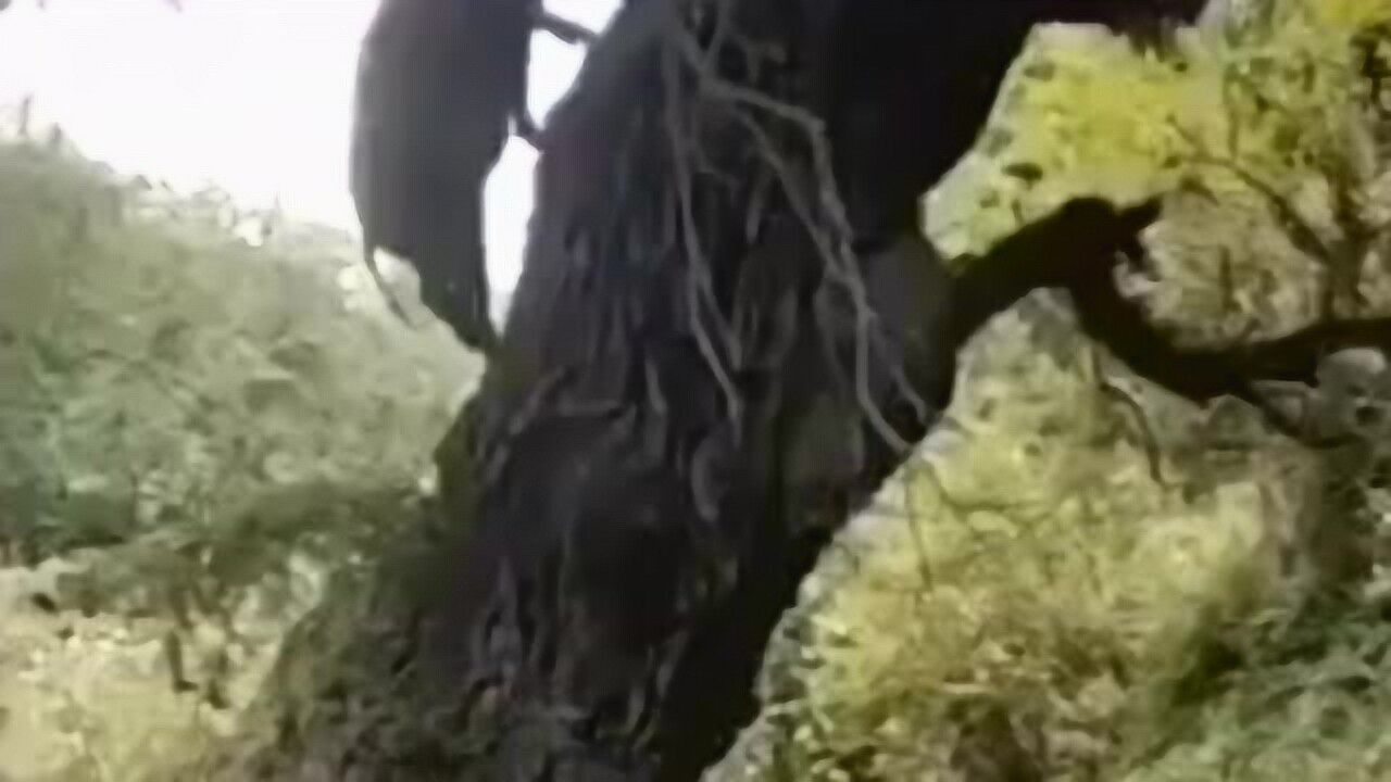 男人靠得住母猪会上树,事实证明猪是可以上树的,女人们现在相信了吗?_高清1080P在线观看平台_腾讯视频