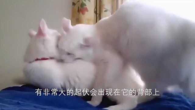 世界上最古老的长毛猫——土耳其安哥拉猫