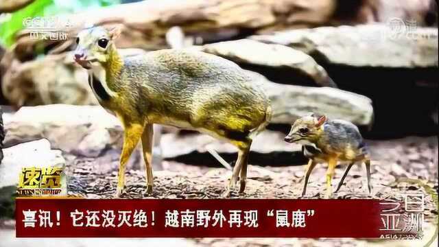 喜讯!它还没灭绝!越南野外再现“鼠鹿”