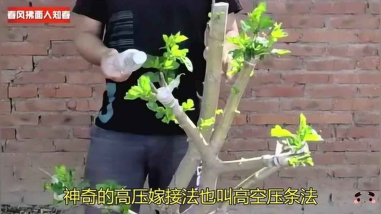 神奇的高压嫁接法也叫高空压条法!直接可使粗枝生根,直接移栽成大树!_腾讯视频