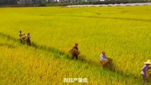 我国的“天价”大米,一斤卖8400元,一年只能种一批