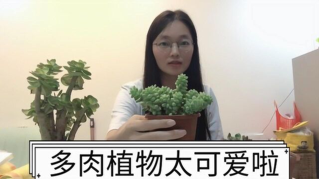 怎么养多肉植物,掌握这几个小技巧,再也不用担心养不活啦!