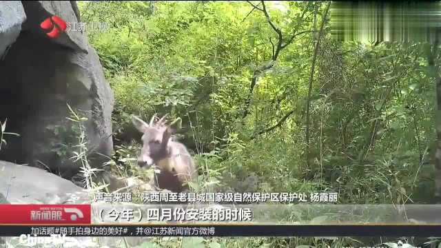 野生大熊猫“树上排尿”标记领地方便“导航”