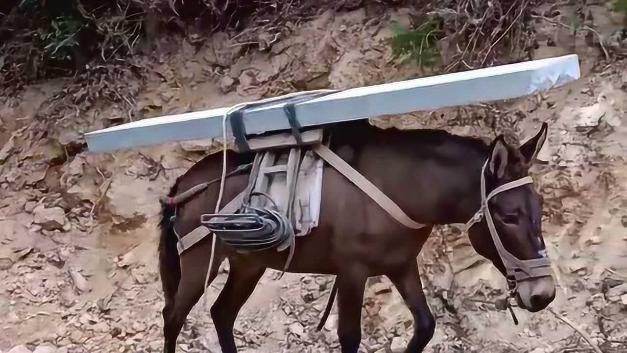 马儿背上驮着几百斤重的石板上山,艰难的一步一步的走,看着好心酸!