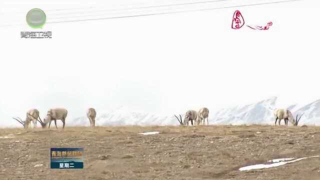 格尔木市上榜首批“醉美摄影旅游目的地”,野生动物有240多种