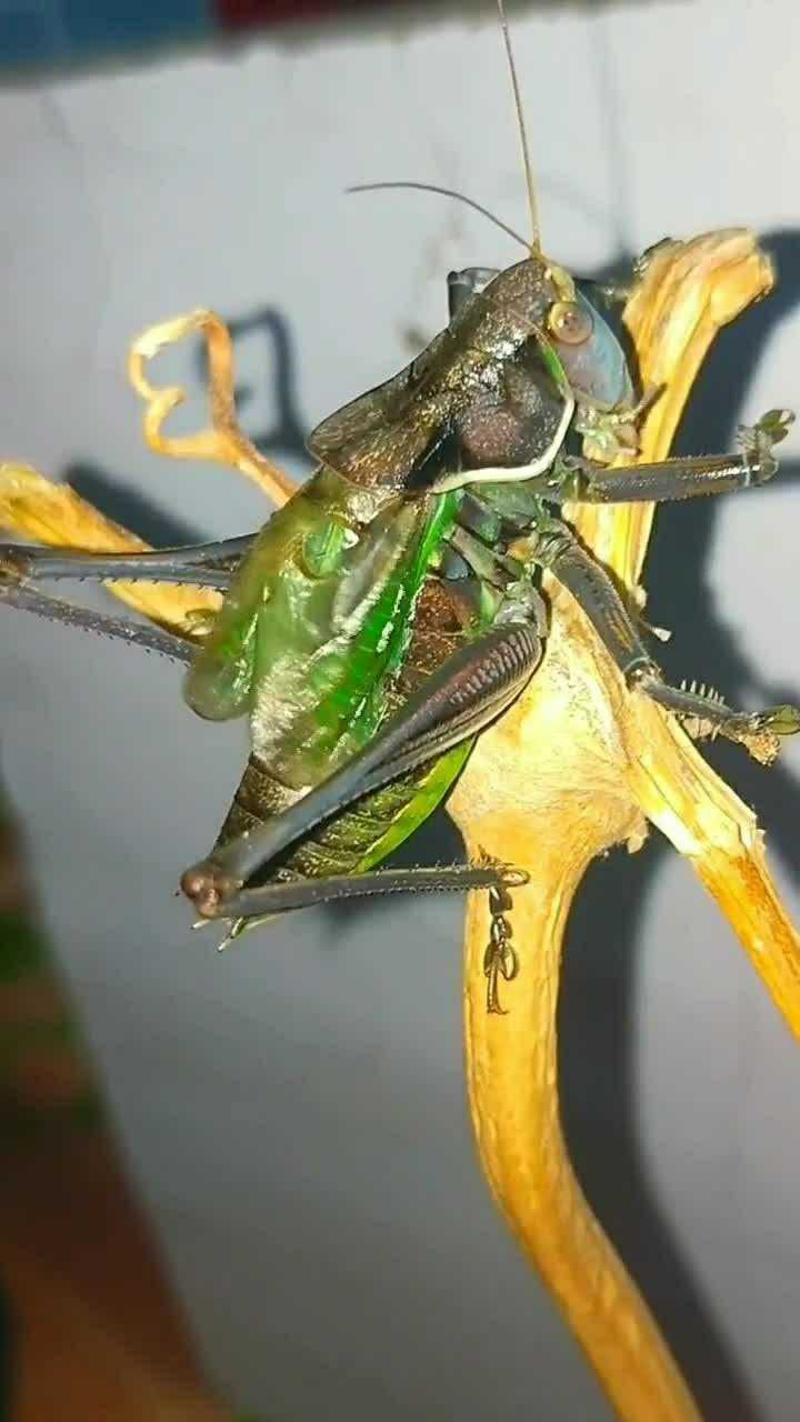 这蝈蝈吃着东西竟然也能发出叫声.