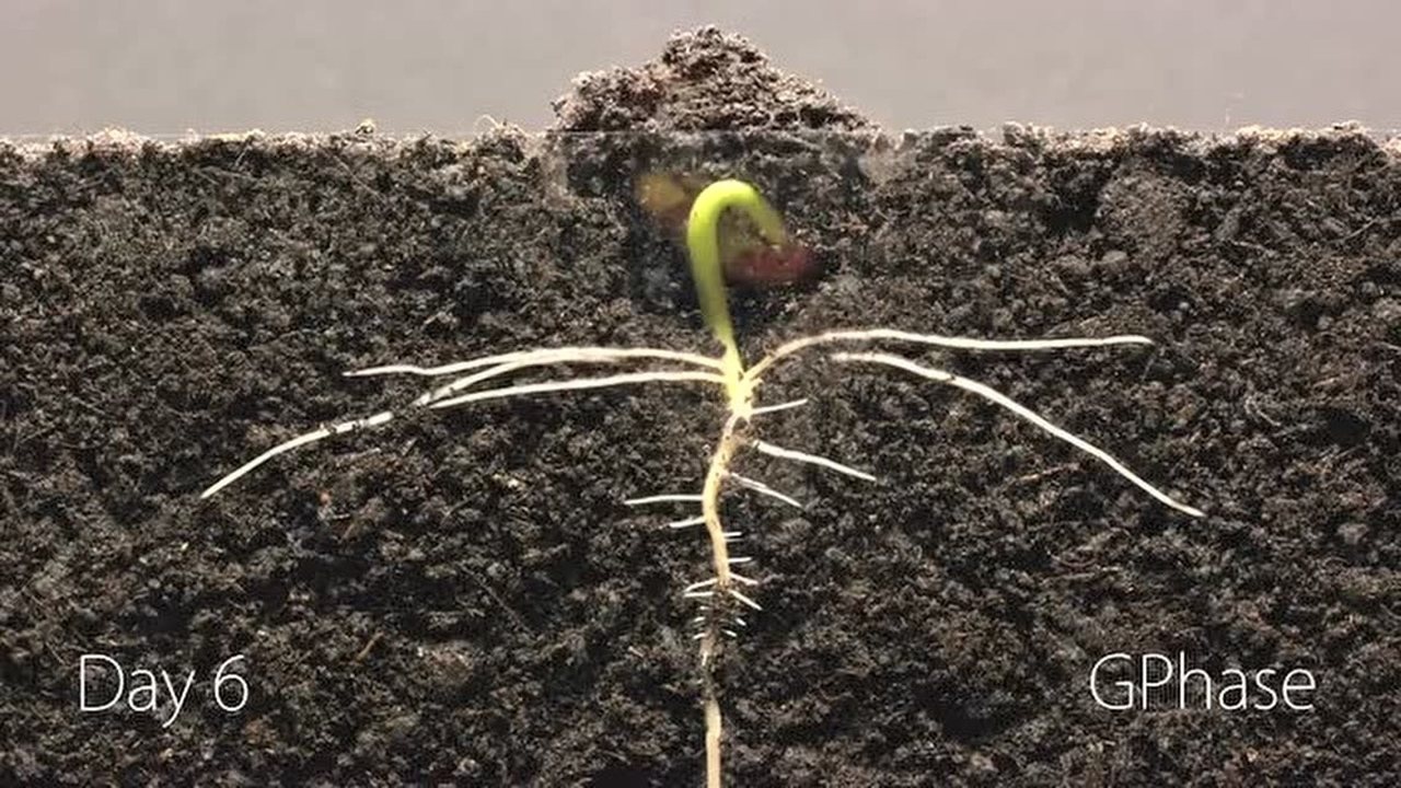 用25天的时间记录一颗菜豆种子发芽破土长成植株的全过程