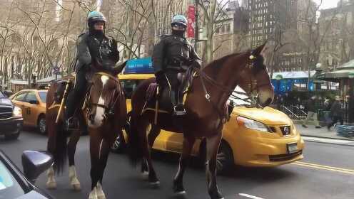 骑警是纽约靓丽的风景线，马看到红灯也会停下来，真是太可爱了！