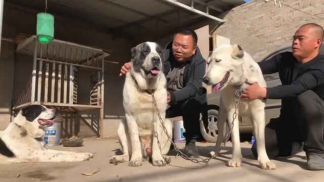 三条精品中亚牧羊犬,看这个头体格就吓坏人了,来欣赏了解下