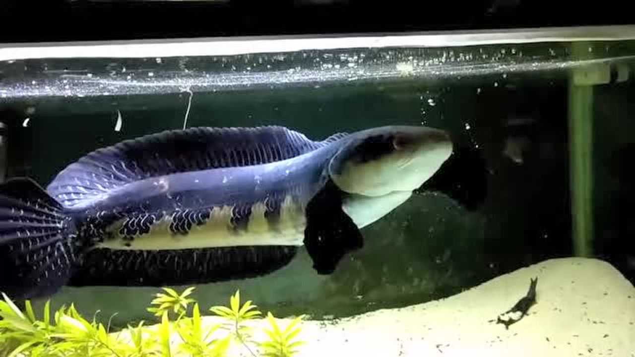 一条擅长互动的蓝腹雷龙忘记了如何霸气